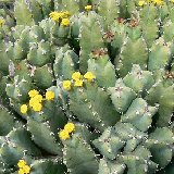 Euphorbia resinifera (Morocco)